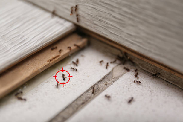 Best Local Pest Control Services  in Prairie Du Sac, WI